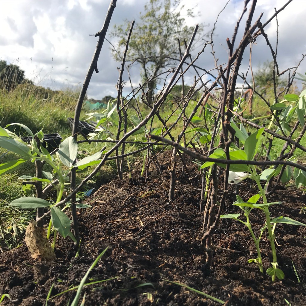 Luz de Otono broad beans