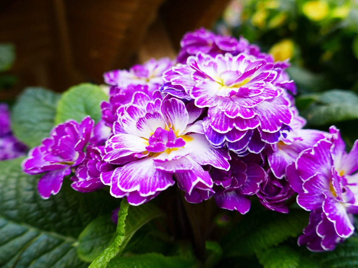 Primroses – the skill of taking a simple thing and making it complicated