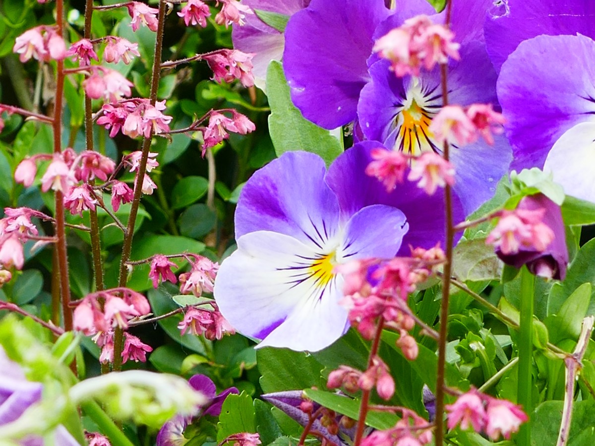Heucheras for flowers and foliage